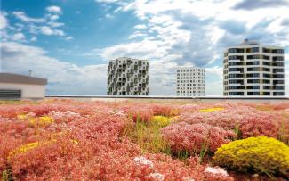 Sedum roof